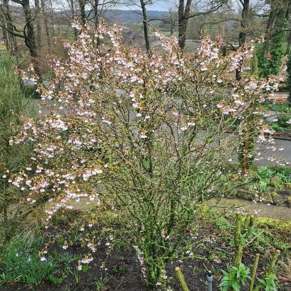 Prunus incisa Habit