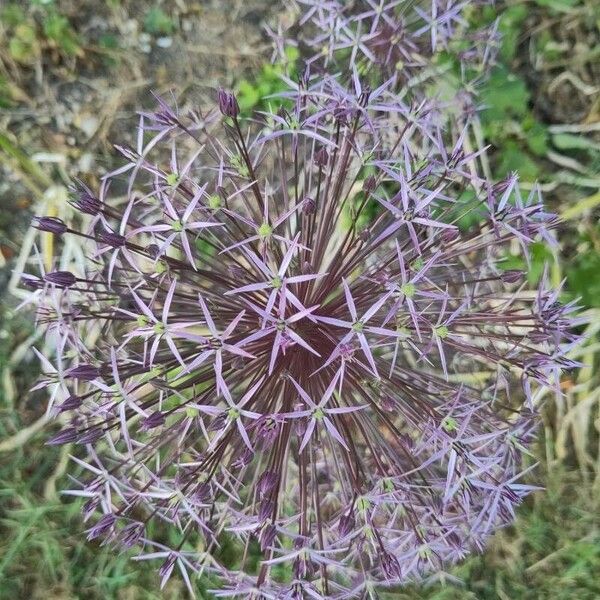 Allium cristophii Лист