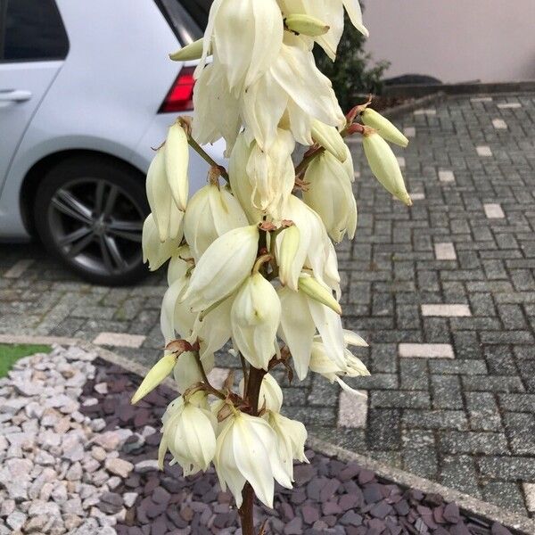 Yucca filamentosa Flor