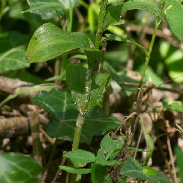 Epipactis albensis Habitat