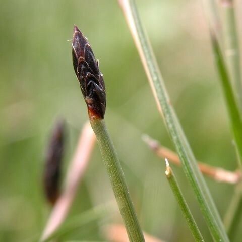 Eleocharis uniglumis Fruit