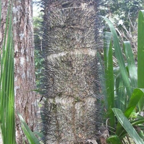 Bactris gasipaes Bark