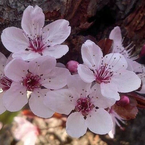 Prunus cerasifera Blüte