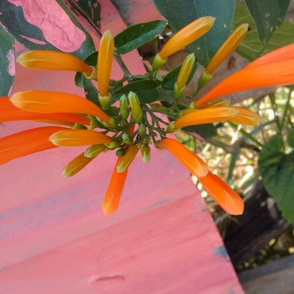 Pyrostegia venusta Flower