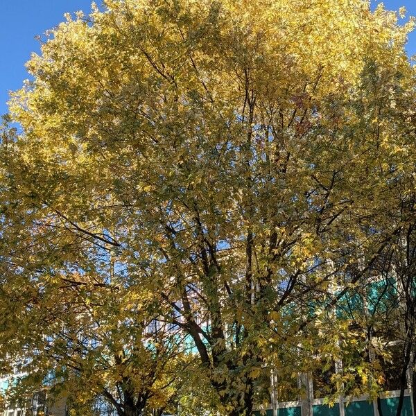 Acer saccharinum 形態