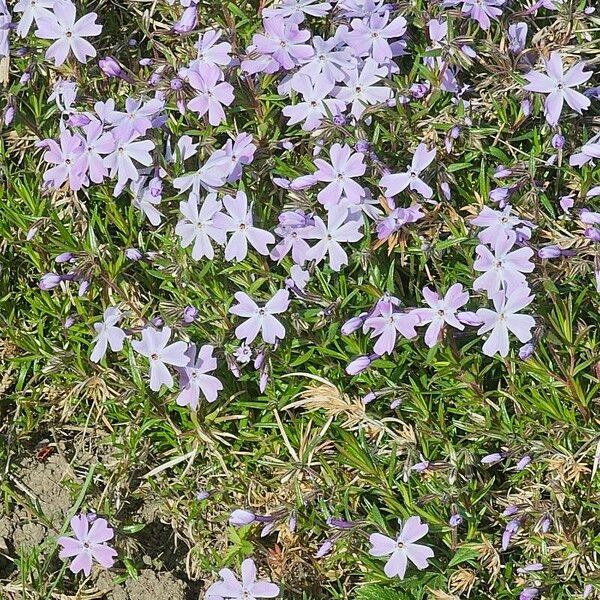 Phlox subulata Λουλούδι