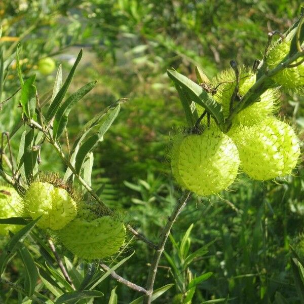 Gomphocarpus physocarpus Blad