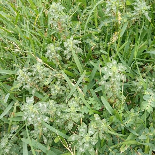 Amaranthus polygonoides Φύλλο