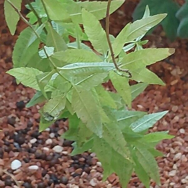 Aloysia citrodora Levél