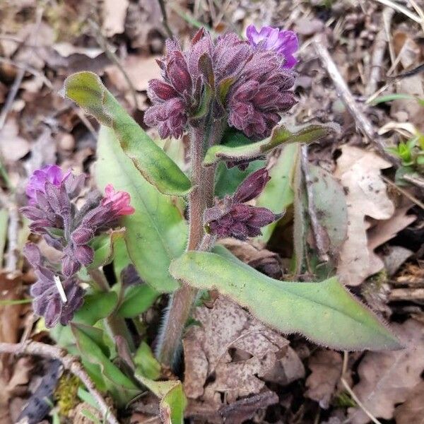 Pulmonaria mollis Kvet