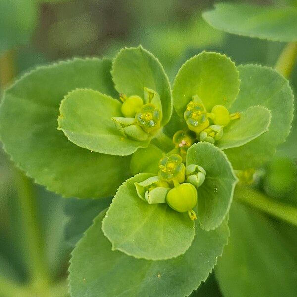 Euphorbia helioscopia Φρούτο