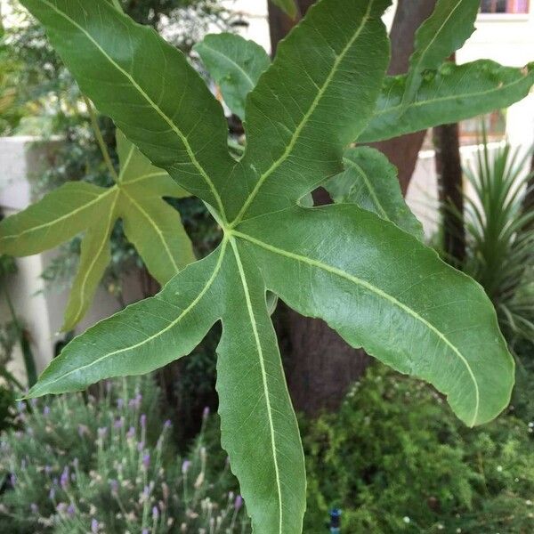 Cussonia natalensis Leaf