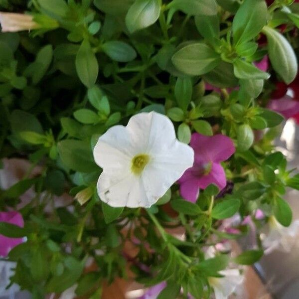 Petunia × atkinsiana Blodyn