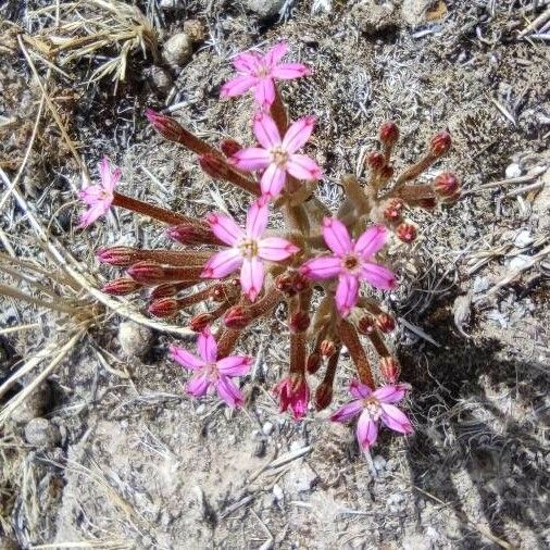 Pistorinia hispanica Lorea