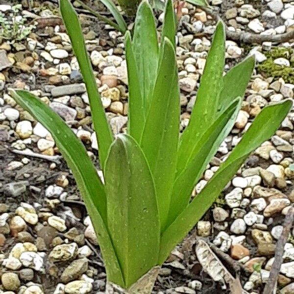 Colchicum autumnale Foglia