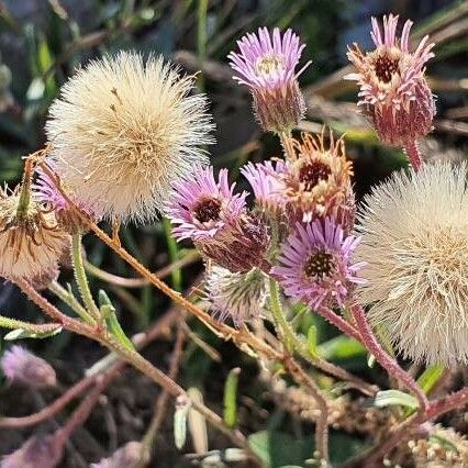 Erigeron acris ᱡᱚ