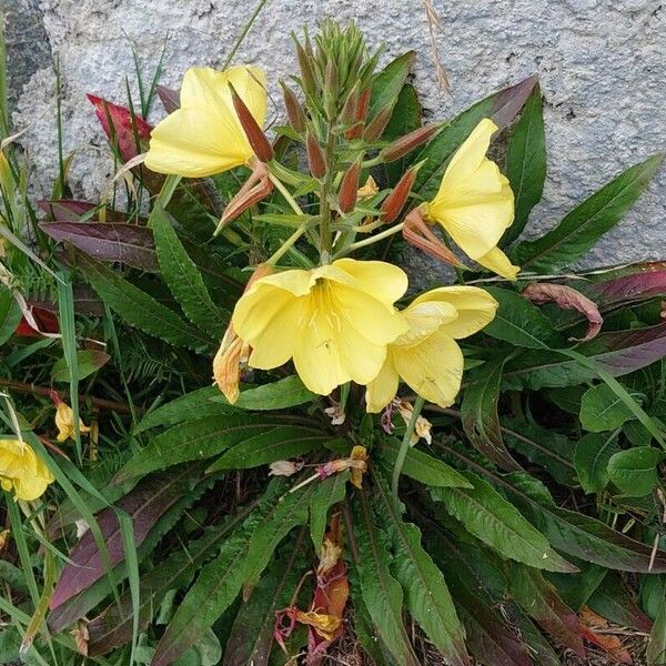 Oenothera × fallax आदत