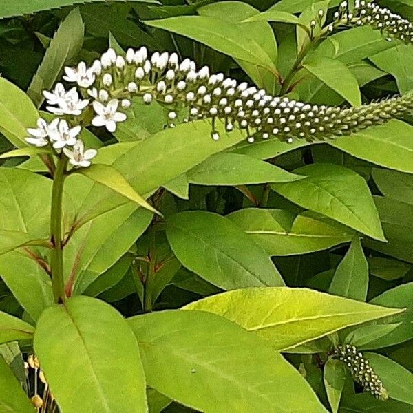 Lysimachia clethroides Blüte