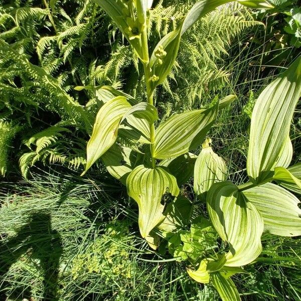 Veratrum album برگ