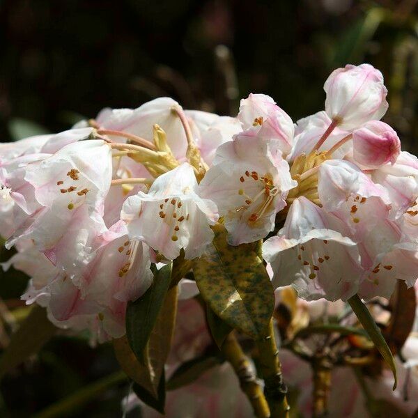Rhododendron insigne Blüte