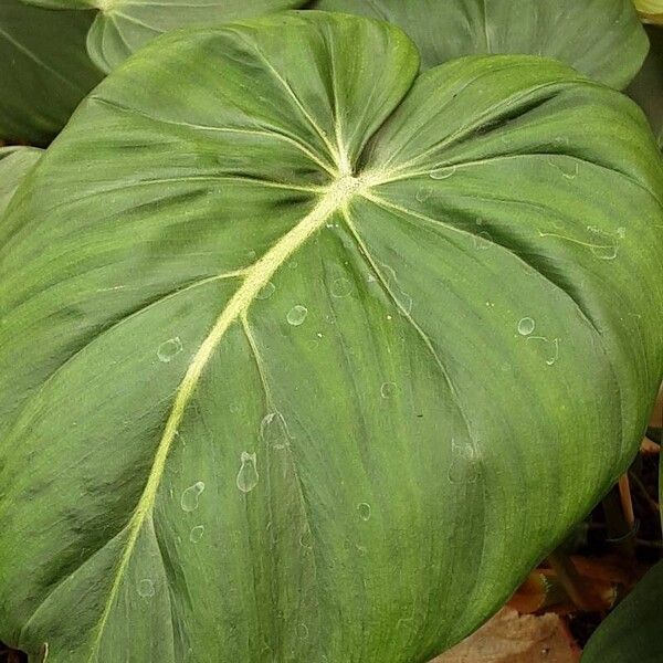 Philodendron gloriosum Levél