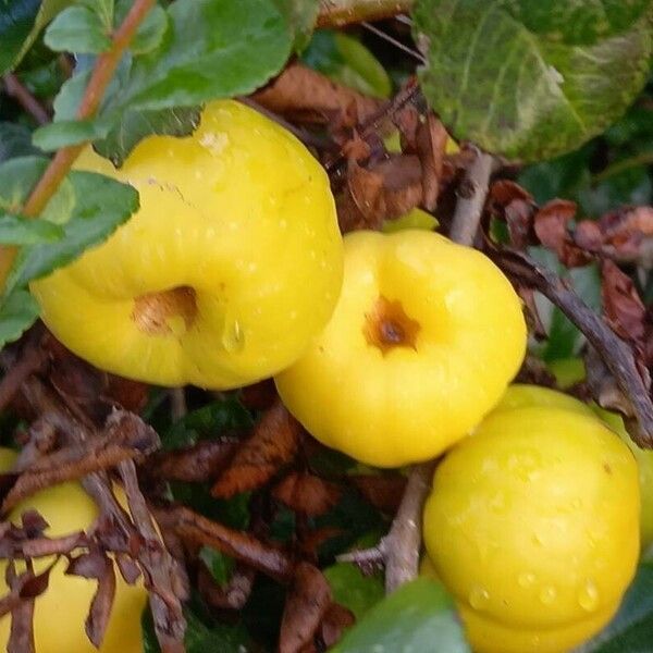 Chaenomeles japonica 果実