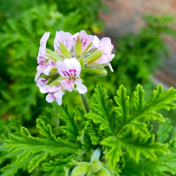 Pelargonium graveolens Flower