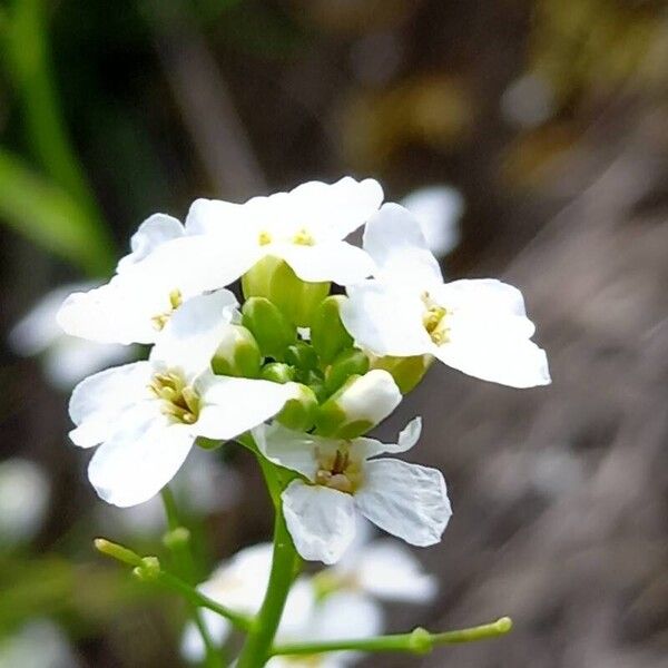 Arabidopsis halleri Flower