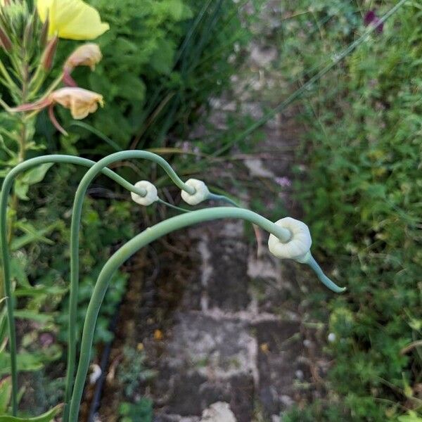 Allium sativum Flower