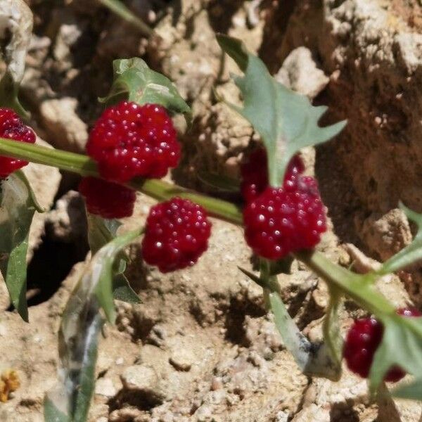 Blitum virgatum Fruto