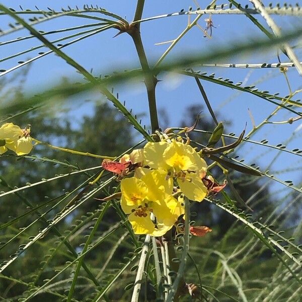 Parkinsonia aculeata Flower