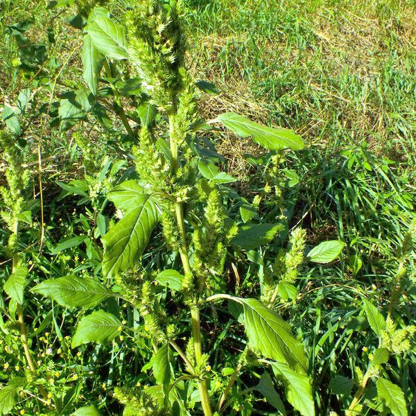 Amaranthus retroflexus Hábito