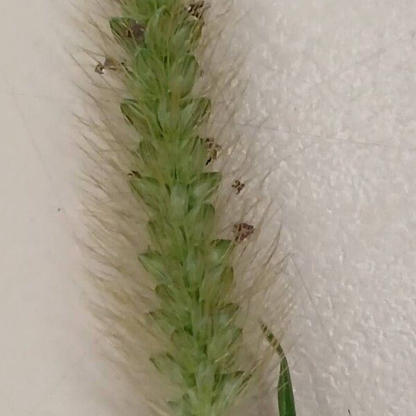 Setaria pumila 花