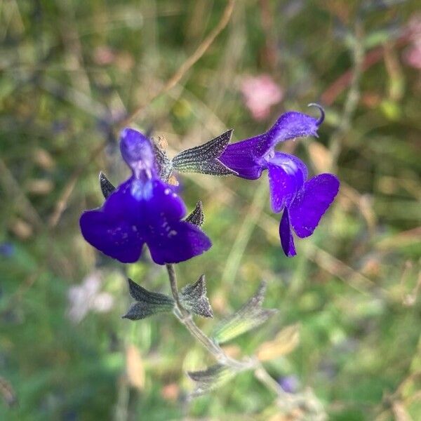 Salvia chamaedryoides Flower