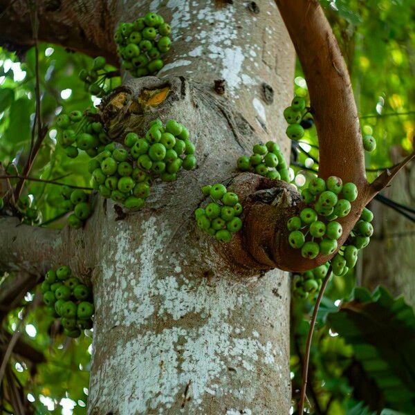 Ficus variegata Frukt