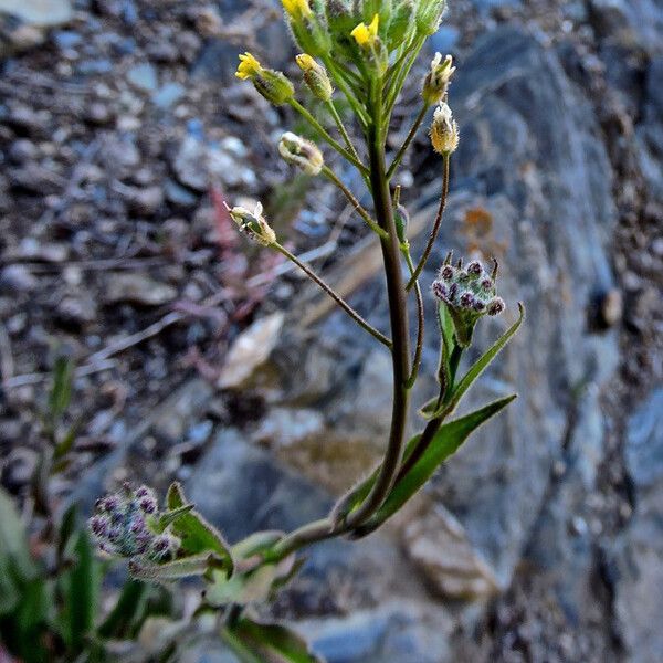 Camelina microcarpa 花