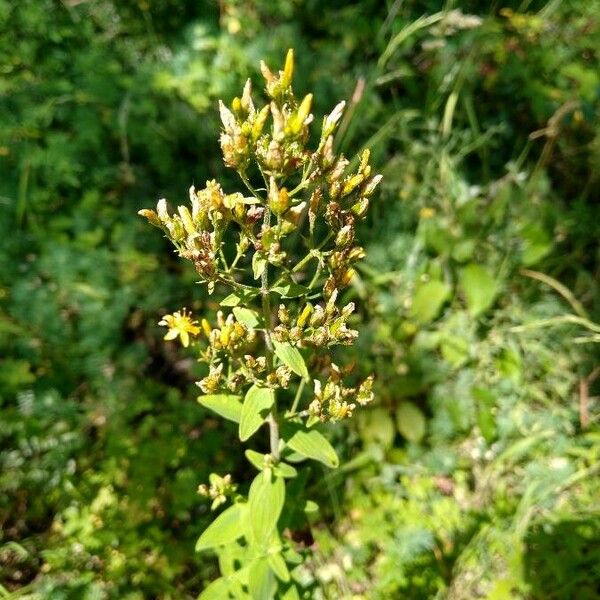 Hypericum hirsutum Žiedas