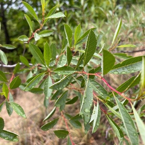 Prunus pumila Lapas