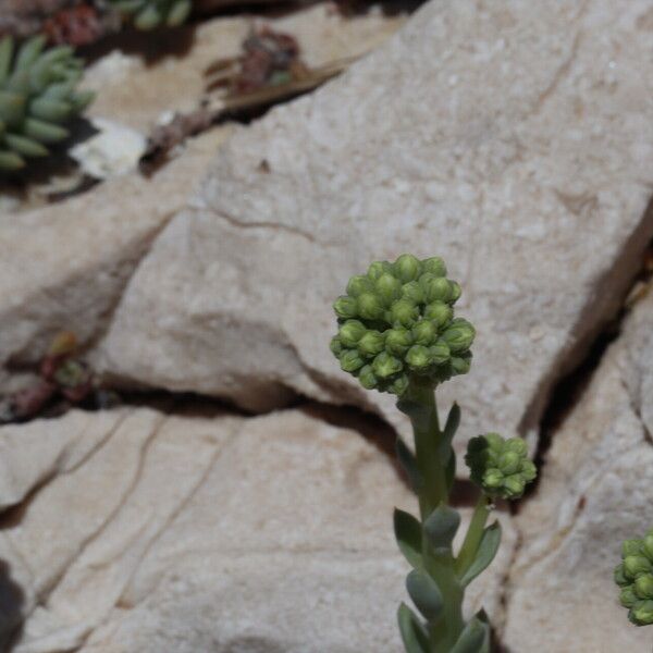 Petrosedum sediforme Flower