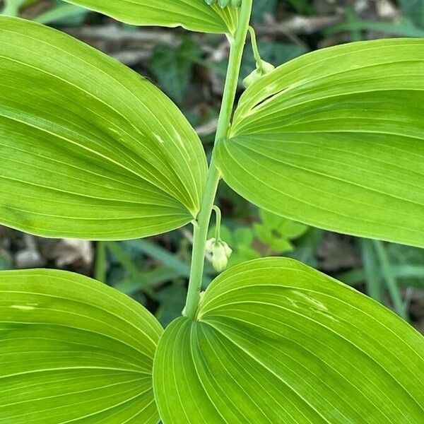 Polygonatum multiflorum Virág