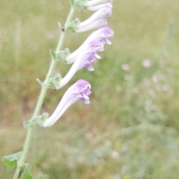 Scutellaria columnae Λουλούδι