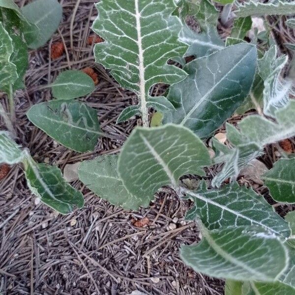 Klasea pinnatifida Leaf