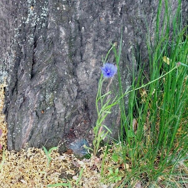 Cyanus segetum Habit