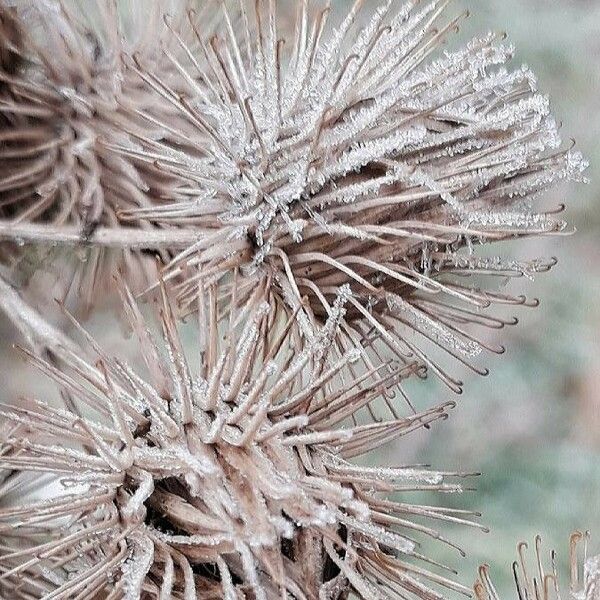 Arctium lappa Плід