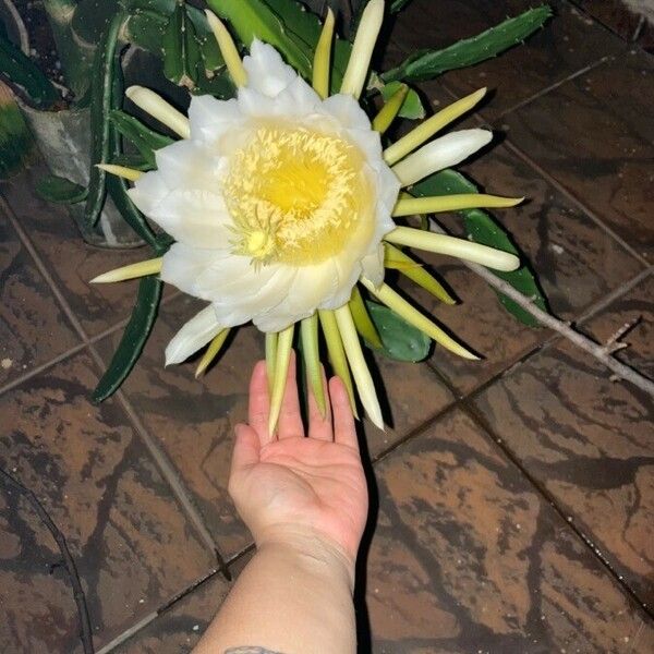 Hylocereus undatus Flower