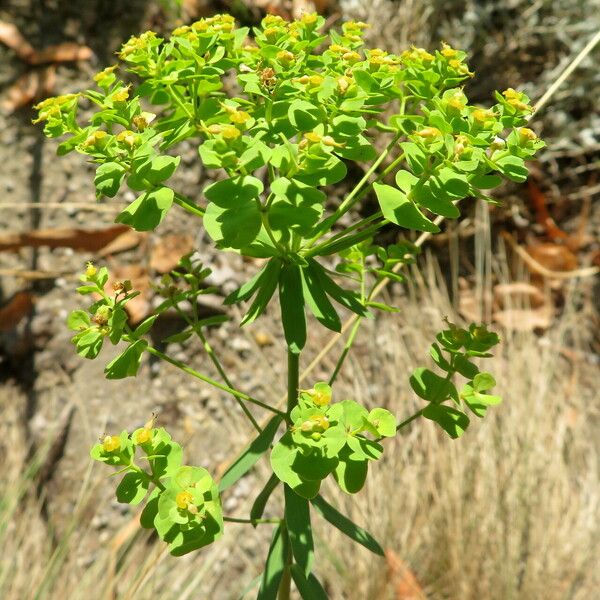 Euphorbia seguieriana Kvet