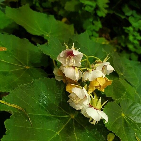 Dombeya burgessiae Flor