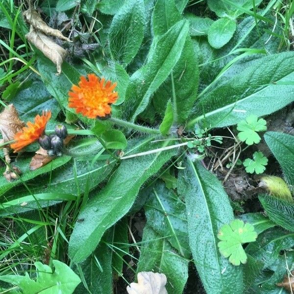 Pilosella aurantiaca Folha