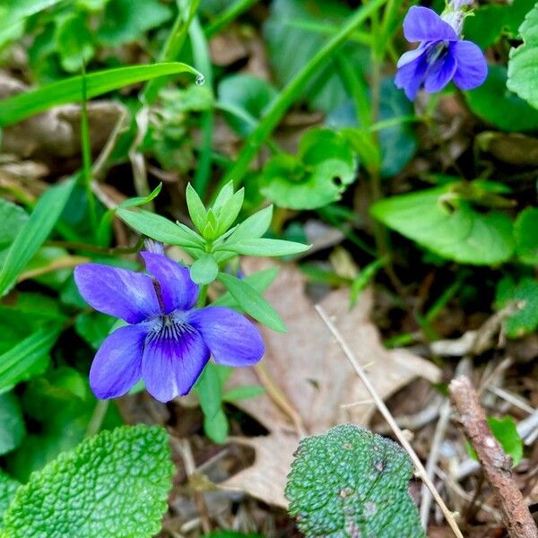 Viola adunca Flor