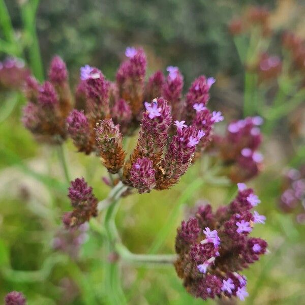 Verbena incompta Floro